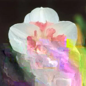 Daffodil Flower Bulbs - 6-Bulb All Mix Double Perennial Daffodils for Planting - Image 5