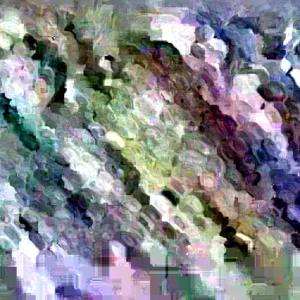 Blue Hopi Indian Flint Flour Corn Seeds 200 Count Organic Heirloom Garden - Image 1