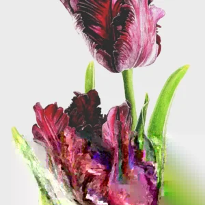 Parrot Tulip Bulbs 12 Pack - Exotic Black Beauty Flowers for Planting - Image 5