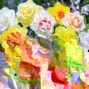 Daffodil Flower Bulbs Mix - 10 Pre-Chilled Trumpet & Double Varieties, Perennial - Image 5