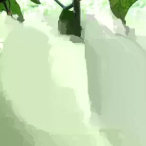 Brandywine Tomato Seeds Mix - 40 Seeds, Red, Yellow, Pink, Black, Heirloom, Annual - Image 3