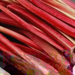Rhubarb Seeds 100 Count - Organic Heirloom Vegetable Seeds for Large Red Stalks - Image 2
