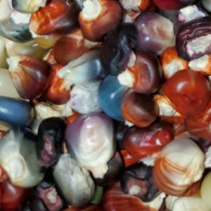 Glass Gem Corn Seeds - 500 Mix Pack - Organic, Multi-Color Vegetable Seeds for Outdoor Planting - Image 1