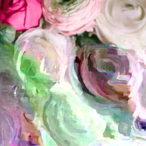 Ranunculus Flower Bulbs - 15 Pink Corms - Perennial Buttercup for Garden - Image 4