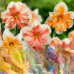 6 Double Daffodil Flower Bulbs Butterfly Mix - Narcissus Perennial Flowers - Image 4