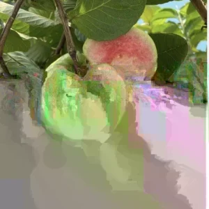 Ruby Guava Fruit Tree - Live Tropical Plant, Red Guava, 5-8 inches tall - Image 2