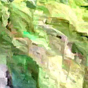 Soursop Tree Live Plant - Annona Muricata Graviola Guanabana - 18-25 inches Tall - Image 5