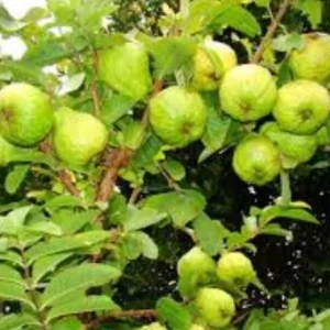 Ruby Guava Fruit Tree - Live Tropical Plant, Red Guava, 5-8 inches tall - Image 8