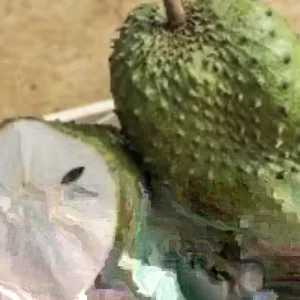 Annona Muricata Graviola Soursop Guanabana Live Plant Starter - 5-9 inches Tall Tropical Tree - Image 2