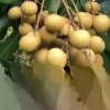 Longan Dimocarpus Fruit Tree Live Plant, Tropical, 5-8 inches Tall, Outdoor - Image 1