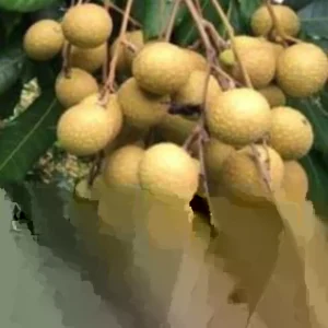 Longan Dimocarpus Fruit Tree Live Plant, Tropical, 5-8 inches Tall, Outdoor - Image 1