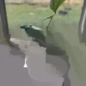 Longan Dimocarpus Fruit Tree Live Plant, Tropical, 5-8 inches Tall, Outdoor - Image 6