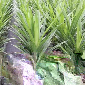 Pandan Live Plant (Lá Dứa) 10-17 inches Tall - Organically Grown Potted - Image 5