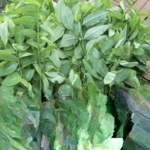 Katuk Plant in Cup - Asparagus Sweet Leaf Live Plant, Sauropus Androgynus Rau Ngót, Potted Vegetable - Image 5