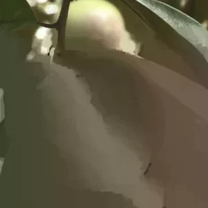 Green Star Apple Caimito Fruit Tree Live Plant - Chrysophyllum Cainito 24" Tall - Image 1