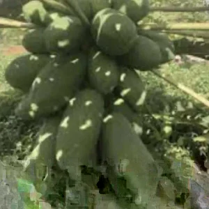 Papaya Live Plant - Organic, Fully Rooted, Fast Growing, 5-10 Inches Tall - Image 5