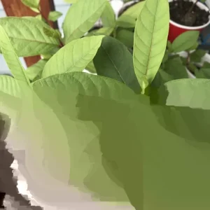 Guava Live Fruit Tree - Tropical Planting - 9-15 inch Tall - Image 5