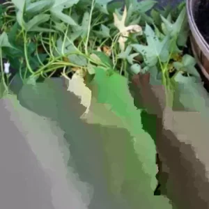 Cuban Sweet Potato Slips - 15 Cuttings for Planting - Edible Root Vegetable - Image 1