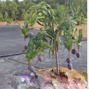 5 Purple Tommy Mango Scions for Grafting - Create Grafted Fruit Trees - Image 2