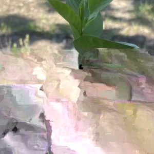 Pink Guava Fruit Tree Live Plant, 5-8 inches, Tropical & Delicious - Image 3