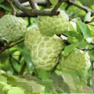Sugar Apple Live Plant Seedling Tree 5-9 in - Tropical Fruit Annona squamosa - Image 4