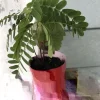 Sweet Tamarind Tree Live Plant, Me Ngọt Thai Sweet Tamarind, 4-12 inches - Image 1