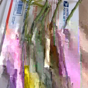 5 Mango Xoai Tuong Elephant Cuttings Scions for Grafting Tropical Fruit Trees - Image 3