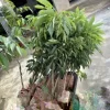 Sweet Lychee Live Air-layered Tree - 2 Feet Tall, Edible Fruit Tree, Outdoor - Image 1
