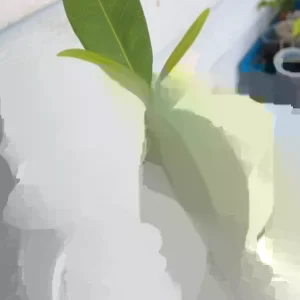 Black Java Plum Live Plant (Syzygium cumini) Fruit Tree 6-10 inches Tall - Image 2