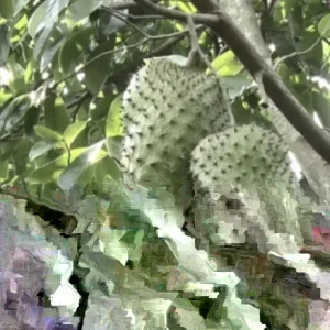 Annona Muricata Graviola Soursop Guanabana Live Fruit Tree - 12-16 inch Tropical - Image 4