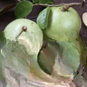 Green Star Apple Caimito Fruit Tree Live Plant - Chrysophyllum Cainito 24