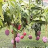 5 Valencia Mango Scions Cuttings for Grafting - Create Fruit Trees - Outdoor - Image 1