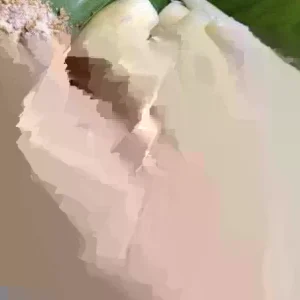 Organic Red Sweet Cassava Yuca Cuttings - 5 Pack Manihot Esculenta 7 inch - Image 4