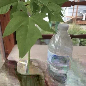 Papaya Live Plant - Organic, Fully Rooted, Fast Growing, 5-10 Inches Tall - Image 2