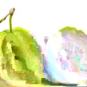 Guava Fruit Tree Live Plant 5-8 inches - Exotic Tropical Fruit - Image 3