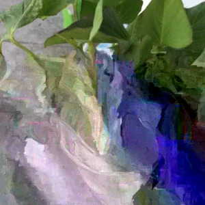 5 Purple Okinawa Sweet Potato Live Plants - Edible Vegetable, Indoor/Outdoor - Image 1