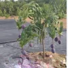 5 Purple Tommy Mango Scions for Grafting - Create Grafted Fruit Trees - Image 1
