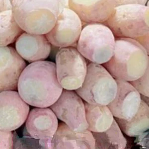 10 White Sweet Potato Slips - Asian Sweet Potato Cuttings for Planting - Image 4