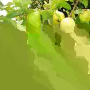 Pink Guava Fruit Tree Live Plant, 5-8 inches, Tropical & Delicious - Image 6