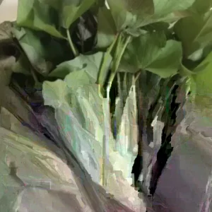 Sweet Potato Slips Variety Pack - 15 Slips: Okinawa, Red Japanese, Beauregard - Live Plants - Image 4