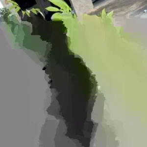 Sweet Lychee Live Air-layered Tree 2 Feet Tall - Fruit Plant Outdoor - Image 1