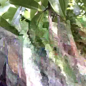 Annona Muricata Graviola Soursop Guanabana Live Plant Tree 5-9 inches Potted Tropical - Image 2