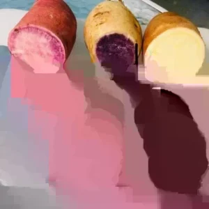 Sweet Potato Slips Variety Pack - 15 Live Slips (Korea Purple, Okinawa, White) - Image 3