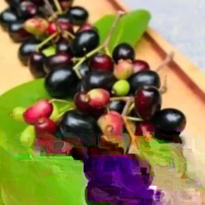 Black Java Plum (Syzygium Cumini) Fruit Tree Live Plant 6-10 inch Tropical Edible - Image 2