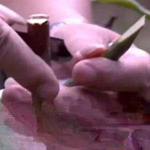 5 Mango Xoai Tuong Elephant Cuttings Scions for Grafting - Create Fruit Trees Outdoor - Image 2