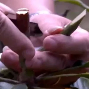 5 Mango Xoai Tuong Elephant Cuttings Scions for Grafting - Create Fruit Trees Outdoor - Image 3