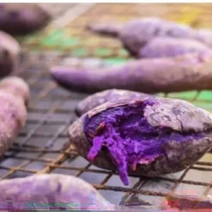 10 Purple Sweet Potato Slips - Cuttings for Growing Edible Plants - Image 7