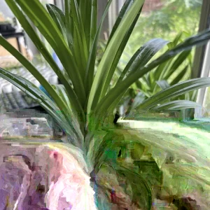 Pandan Leaves Live Plant (Lá Dứa) - Organic, 10-17 inches Tall, Potted - Image 1