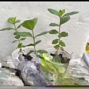 Pink Guava Fruit Tree Live Plant 5-8 inches - Tropical Edible Fruit - Image 3