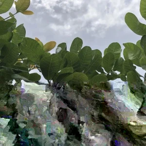 100 Fresh Organic Cashew Leaves - Culinary & Herbal Use - Image 1